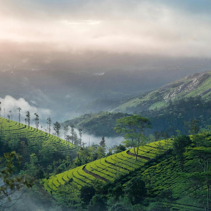 Jewel Of Kerala - Munnar